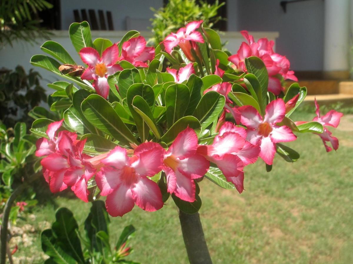 Peponi Hotel Lamu - Kenya Shela Экстерьер фото